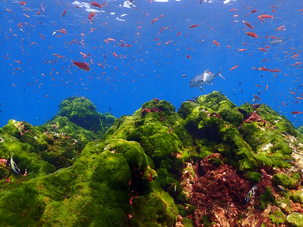 シミランクルーズでダイビング