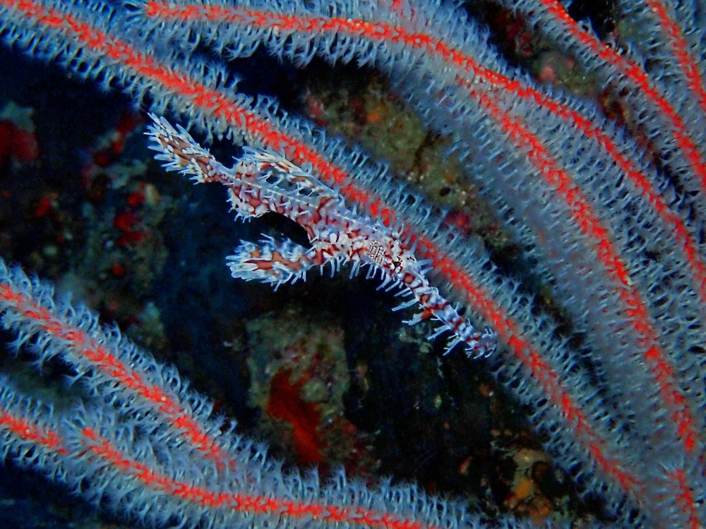 シミランクルーズでダイビング