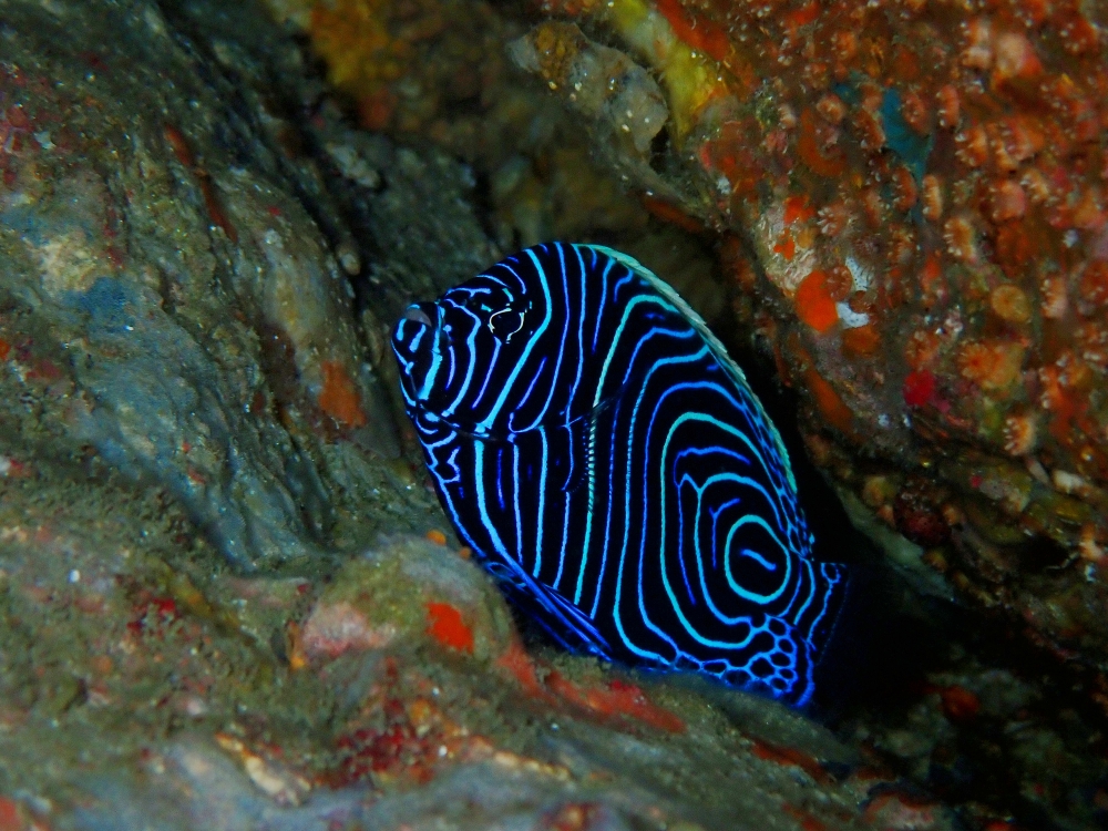 シミランクルーズでダイビング