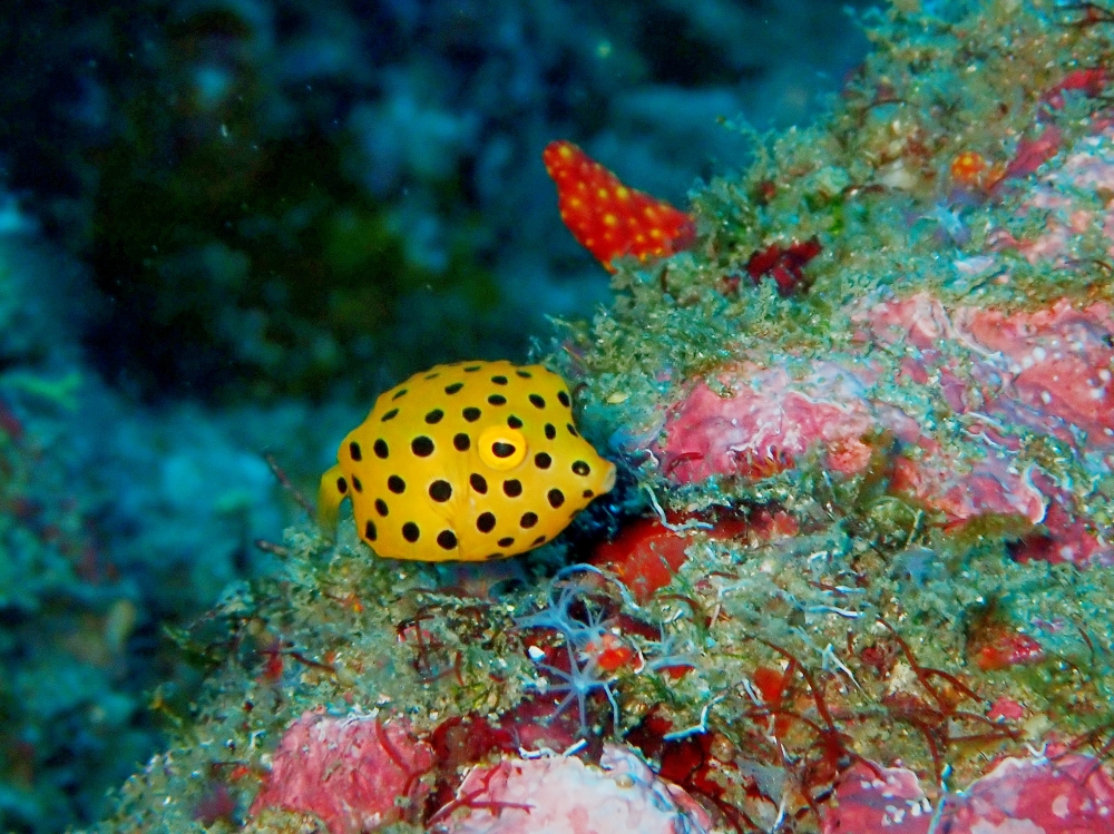 シミランクルーズでダイビング