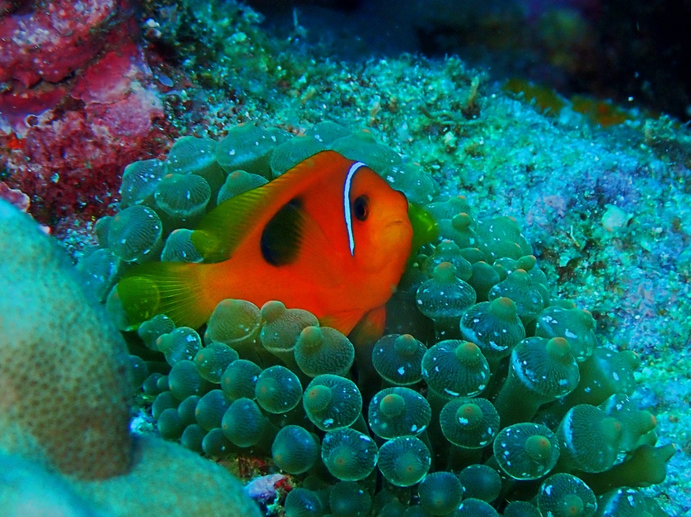 シミランクルーズでダイビング