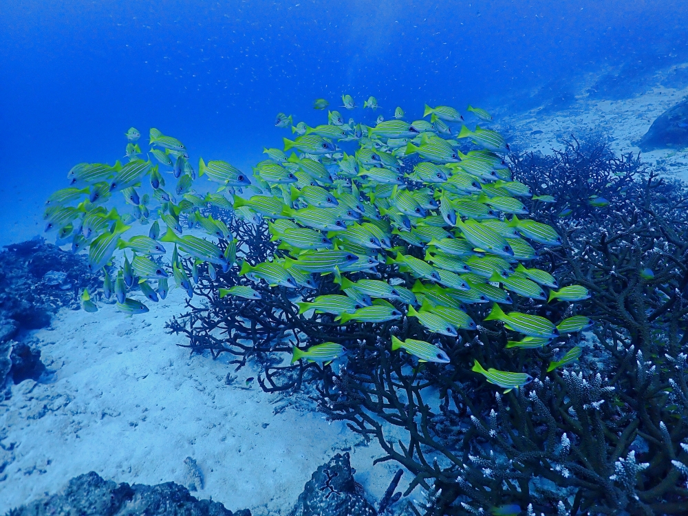 シミランクルーズでダイビング