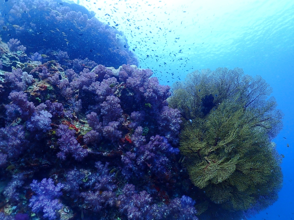 シミランクルーズでダイビング