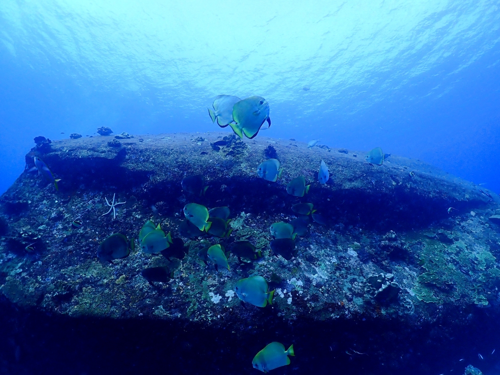 シミランクルーズでダイビング