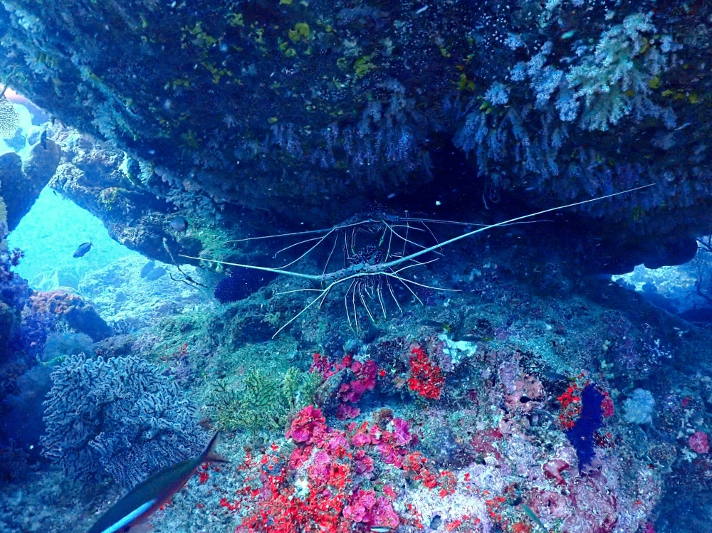 シミランクルーズでダイビング