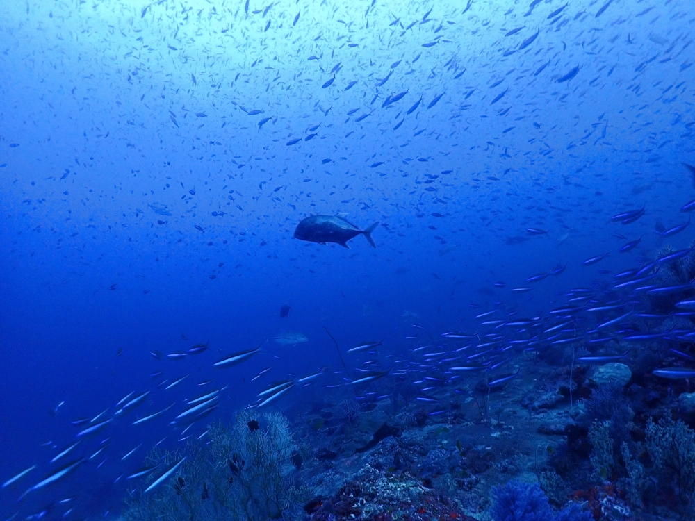 シミランクルーズでダイビング