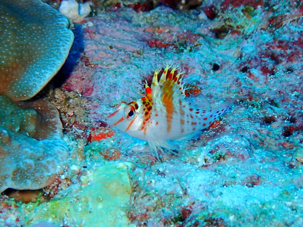 シミランクルーズでダイビング