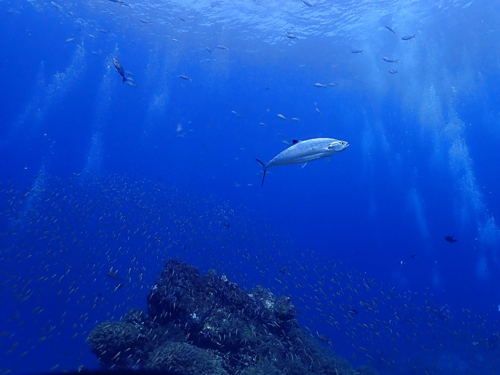 シミランクルーズでダイビング