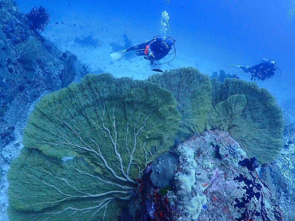 シミランクルーズでダイビング
