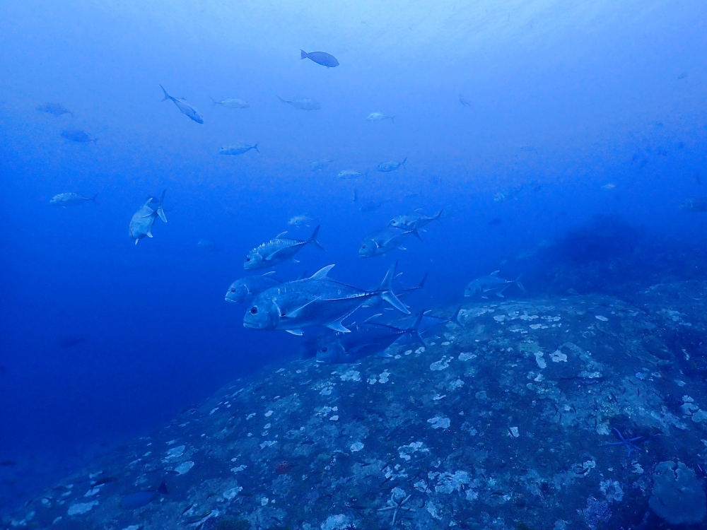 シミランクルーズでダイビング