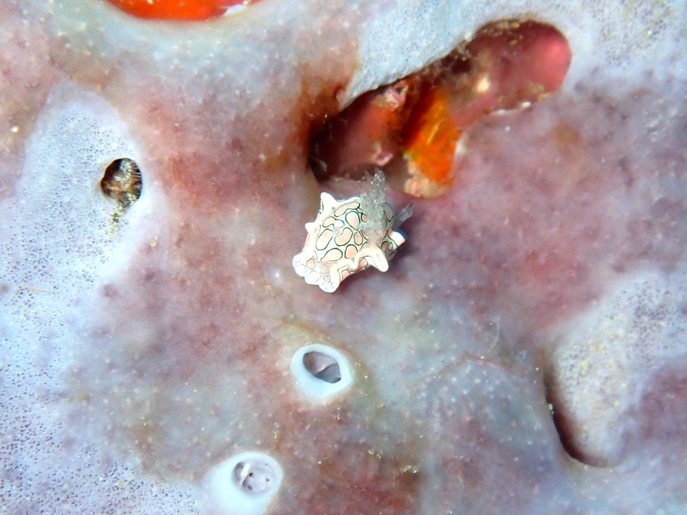 シミランクルーズでダイビング