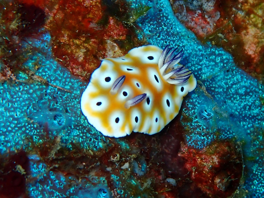 シミランクルーズでダイビング