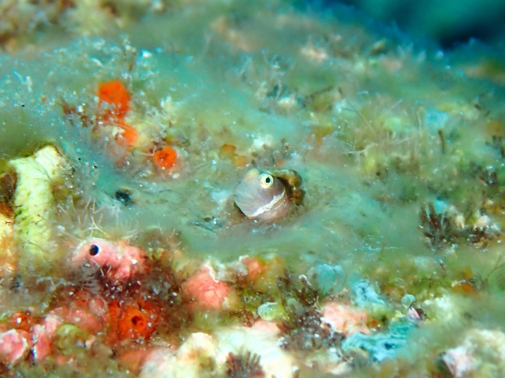 シミランクルーズでダイビング