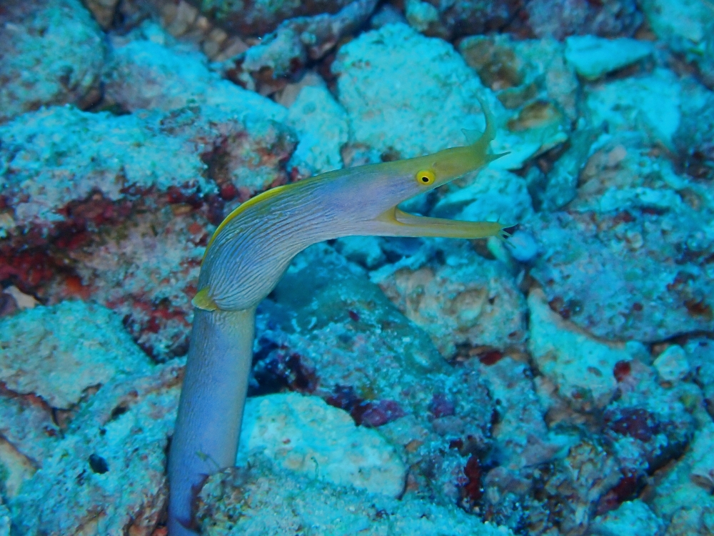 シミランクルーズでダイビング