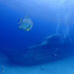 プーケットのラチャ島でダイビング