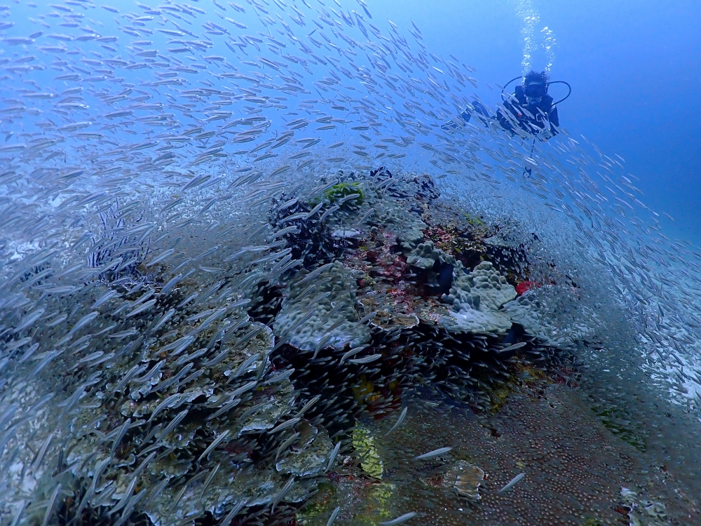プーケットのラチャ島でダイビング
