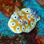 プーケットで見れるゴニオブランクス・カヴァエ