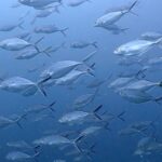 プーケットで見れるマブタシマアジ