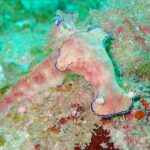 プーケットで見れるニシキウミウシ