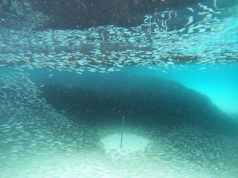 プーケットのラチャ島でシュノーケリング