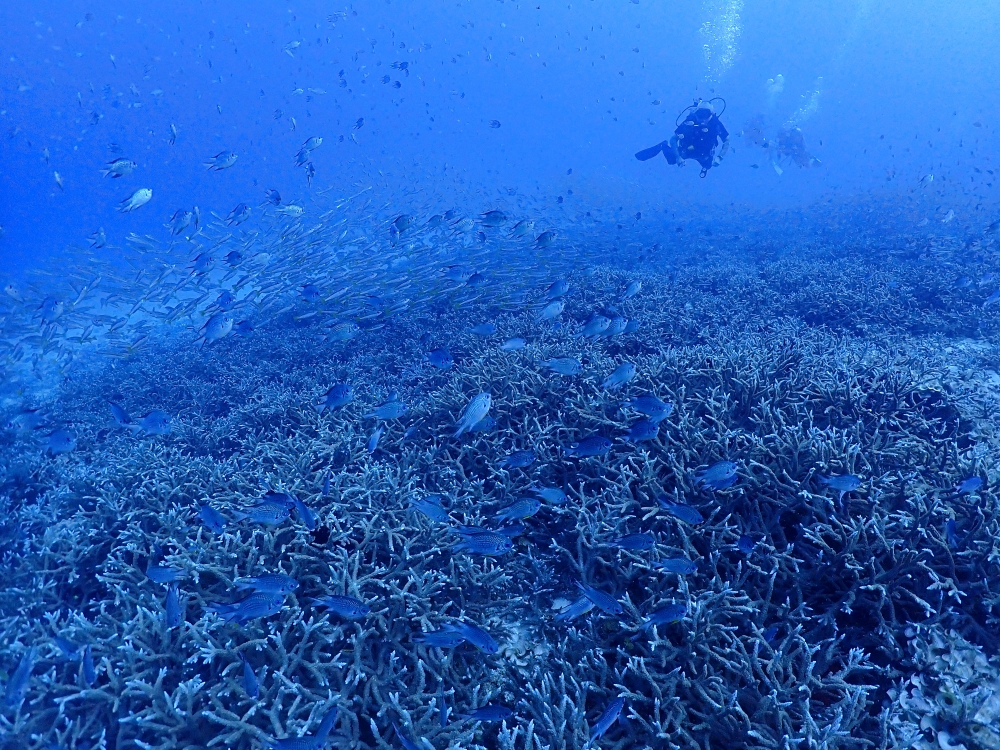 プーケットのラチャ島でファンダイビング