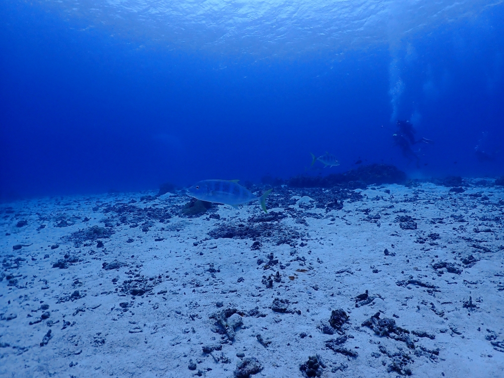 プーケットのラチャ島でファンダイビング