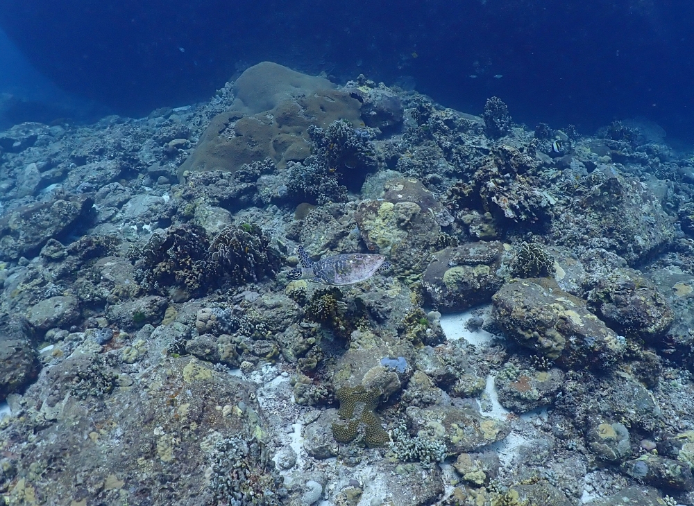 プーケットのラチャ島で体験ダイビング